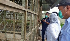 DKI Jakarta Siapkan  Rp 2 Triliun  Kembangkan Peternakan di Sultra